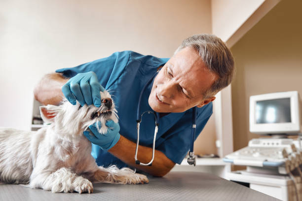Best Emergency X-Rays and Diagnostics in Olney, IL